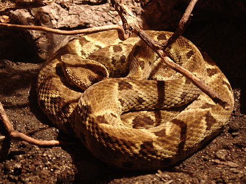 Bothrops atrox